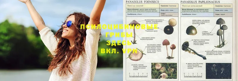 Галлюциногенные грибы Psilocybe  blacksprut маркетплейс  Йошкар-Ола 